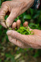 Load image into Gallery viewer, Tongxin Tea House March Trip to Yixing | Tasting the First-Pick Yangxian Xueya,The Spring Freshness Hidden in the Capital of Zisha