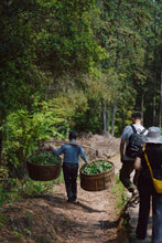Load image into Gallery viewer, New Product Launch | Handmade by Intangible Cultural Heritage Inheritor Wang Guoxing, 2025 Matouyan Rougui "Horse Meat" Makes a Grand Debut 马头岩肉桂