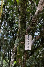 Load image into Gallery viewer, When Vulgarity Meets Elegance|Tongxinshe Teahouse · 2026 Premium Ya Shi‑Xiang, Annual Yield Merely 5kg特级鸭屎香