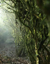 Load image into Gallery viewer, 2024 Wuyi Rock Tea Matouyan Rougui handmade by Mr. Wang Guoxing