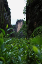 Load image into Gallery viewer, Rock Bone and Hidden Fragrance, Auspiciousness at Year-End | Tongxinshe Teahouse's 2025 Finale: Limited-Edition Kengjian Cassia Tea "Wanshi Ruyi" (All Wishes Come True), A Masterpiece by Intangible Cultural Heritage Inheritor 万狮如意。