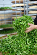 Load image into Gallery viewer, Guangdong Fenghuang Dancong ancient trees "Dai Zhao Tea"