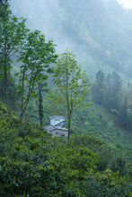 Load image into Gallery viewer, Tongxin She Launches 2026 Tongmuguan Fei Zi Xiao Black Tea from Wuyi Mountain, Fujian