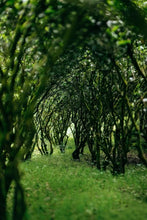 Load image into Gallery viewer, Rock Bone and Flower Fragrance Hidden in a Secret Realm: Tongxinshe Presents the Rare 2025 Wuyi Rock Tea "Yujing Liuxiang"玉井流香 to Tea Lovers