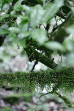 Load image into Gallery viewer, The 19th Black Tea Competition of Wuyishan Tea Bureau/First Prize "Wilderness Da Chi Gan"