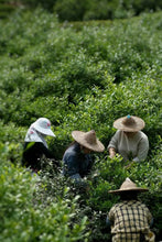 Load image into Gallery viewer, Zhengyan Jin Mu Dan: The Floral Pinnacle of Wuyi Rock Tea。弥陀岩金牡丹