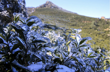 Load image into Gallery viewer, 2025 Tongxin She Teahouse: Phoenix Dancong "Xuepian Yashi Xiang" – The Stunning Culmination of Winter's Essence雪片鸭屎香
