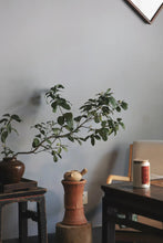 Load image into Gallery viewer, Tasting the "Tea Tiger" in 2025: Spring Delights at Tongxin She Teahouse