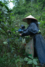 Load image into Gallery viewer, 2024 Wuyi Queshe: A Rare Treasure in Rock Tea