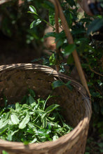 Load image into Gallery viewer, 2024 Discovering the Allure of Beidou: A Hidden Gem in Wuyi Rock Tea