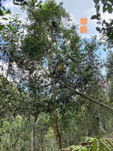 Load image into Gallery viewer, Exploring the Ancient Mangzhi Ancient Tree Dragon Ball Raw Pu'er Tea in Yunnan, China