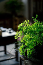 Load image into Gallery viewer, Tongxinshe Teahouse | 2026 Phoenix Dancong Pomelo Blossom Fragrance · Limited Free Tasting柚花香