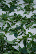 Load image into Gallery viewer, Concentric House Teahouse's Quest for Wuyi Rare Cultivar: Zui Gui Ji