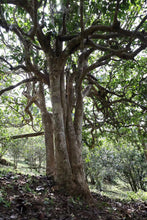 Load image into Gallery viewer, "2024 Bangdong·Barren Mountain Ancient Tree Pu'er Sheng Tea"邦东·荒山古树普洱生茶.