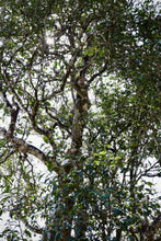 Load image into Gallery viewer, "2024 Bangdong·Barren Mountain Ancient Tree Pu'er Sheng Tea"邦东·荒山古树普洱生茶.