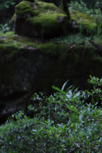 Load image into Gallery viewer, 2024 Tong Mu Guan Lao Cong Hong Cha.