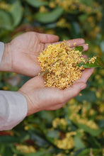 Load image into Gallery viewer, Autumn Limited · Tea Meets Osmanthus | Tongxin She 2025 Tongmu Osmanthus Black Tea "Guiren Duo Wangshi", Presented in a Limited 2.5kg Batch 桂人多旺事。