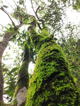 Load image into Gallery viewer, Limited sale of "Phoenix Dancong Rare Lao Cong Shui Xian"