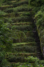 Load image into Gallery viewer, Tongxinshe Teahouse New Launch | Wugui Peak Orchid-Fragrance High-Clump Shui Xian Limited-Time Free Tasting 乌龟岩高枞水仙