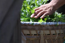 Load image into Gallery viewer, 2023 Wuyi Rock Tea 丹桂 “Fragrant Osmanthus”