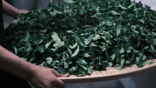 Load image into Gallery viewer, Taste the Rare "Yu Qi Lin" and Enjoy the Charm of Wuyi Tea
