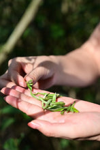 Load image into Gallery viewer, New Arrival | 2025 Taimu Mountain Baihao Yinzhen, the Noble of White Tea, Makes a Stunning Debut