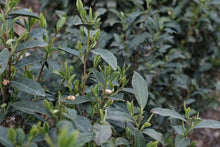 Load image into Gallery viewer, Tongxin She Teahouse: Tracing the Source of Premium West Lake Longjing Tea, Customizing the Supreme Flavor of Spring Tea