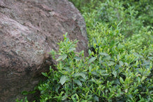 Load image into Gallery viewer, The 19th Black Tea Competition of Wuyishan Tea Bureau,First Prize "Xiao Chi Gan"