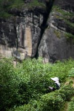 Load image into Gallery viewer, Tracing the Flavor of Wuyi Rock Tea: 2024 The Past and Present of Yan Ru