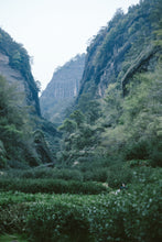 Load image into Gallery viewer, 2023 Niu Lan Keng Rou Gui/牛栏坑肉桂。