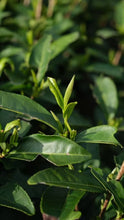 Load image into Gallery viewer, 2025 Wuyishan Tongmu Guan Floral Jinjunmei Black Tea Arrives at Tongxinshe Teahouse! Inviting You to Taste the Essence of Black Tea