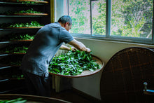 Load image into Gallery viewer, 2023 Jin Jiao Yi Shui Xian (金交椅水仙)