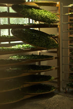 Load image into Gallery viewer, Exploring the Secret of Wuyi: Tongxinshe Teahouse Recommends the Niche Treasure "Lotus Peak Huang Qi"莲花峰黄奇