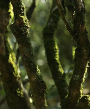 Load image into Gallery viewer, 2023 Ma Tou Yan Lao Cong Mei Zhan(马头岩老枞梅占)