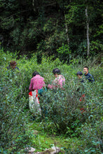 Load image into Gallery viewer, Tongxinshe's first black tea in 2025 is amazing! Tongmuguan Flower Fragrance Black Tea invites you to taste the century-old tea fragrance