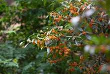 Load image into Gallery viewer, 2023 "Osmanthus Black Tea"/桂花红茶