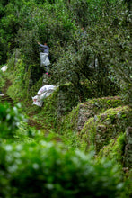 Load image into Gallery viewer, 2024 Wuyi Rock Tea Matouyan Rougui handmade by Mr. Wang Guoxing
