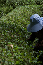 Load image into Gallery viewer, 2023 Wuyi Rock Tea 丹桂 “Fragrant Osmanthus”