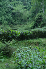 Load image into Gallery viewer, 2024 Wuyi Queshe: A Rare Treasure in Rock Tea