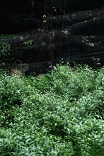 Load image into Gallery viewer, 2024 Discovering the Allure of Beidou: A Hidden Gem in Wuyi Rock Tea