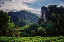 Load image into Gallery viewer, 2023 Ma Tou Yan Zheng Yan Rou Gui/马头岩正岩肉桂