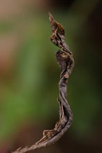 Load image into Gallery viewer, Time-Aged Rhythm of Ancient Groves – Tongxin She's 2018 Huiyuan Keng Luxiu Old Arbor Shui Xian