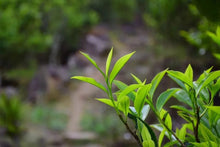 Load image into Gallery viewer, "Tongxin She Teahouse's Caolan Zhilanwang Dancong Tea"