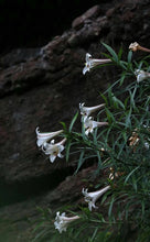 Load image into Gallery viewer, 2024 Wuyi Rock Tea Matouyan Rougui handmade by Mr. Wang Guoxing