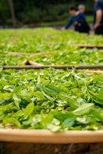 Load image into Gallery viewer, "Niu Lan Keng Qi Zhong" handmade by Mr. Wang Guoxing, the inheritor of the production skills of Wuyi Rock Tea (Da Hong Pao), the first batch of national intangible cultural heritage in Wuyishan City. Each can has Mr. Wang Guoxing's signature, which is of