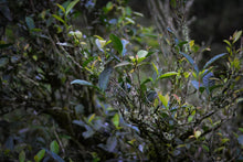 Load image into Gallery viewer, 2024 The Yanyun Qilan: The Tea Aroma and Elegance Condensed by Time