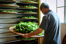 Load image into Gallery viewer, 2023 Jin Jiao Yi Shui Xian (金交椅水仙)