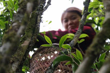 Load image into Gallery viewer, 2024 High Mountain "Milanxiang"