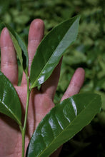 Load image into Gallery viewer, Fujian Oolong Tea Wuyi Rock Tea 2024 Da Keng Kou Rou Gui