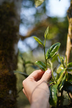 Load image into Gallery viewer, The wild charm of the mountains at the top of Xishuangbanna—Single Pu'er sheng tea from the ancient tree Huazhuliangzi/滑竹梁子古树单株.